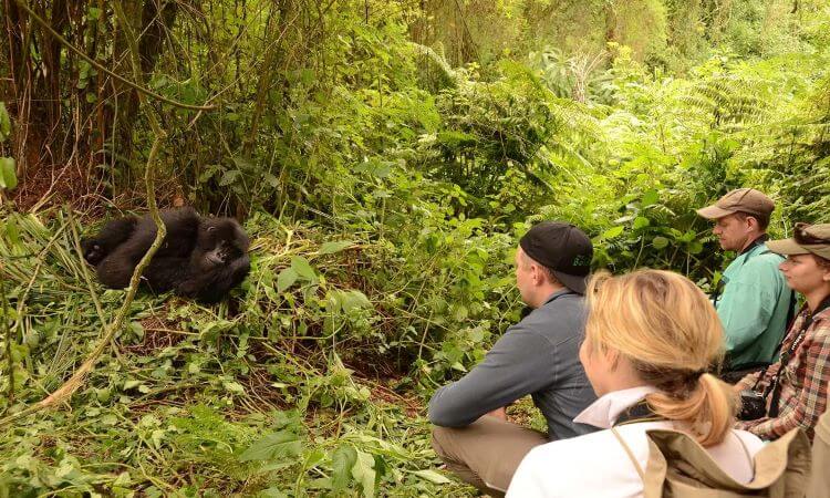 4 Days Uganda gorilla trekking safari tour package